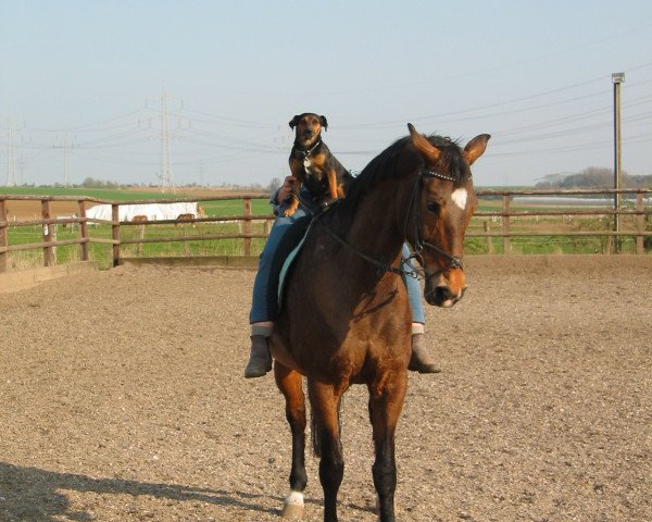 broodmare Hydra (KWPN (Royal Dutch Sporthorse), 1989, from Mytens xx)