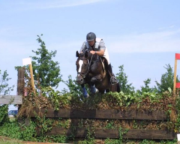 horse Abraxas 100 (German Warmblood, 1997, from Aquarell)