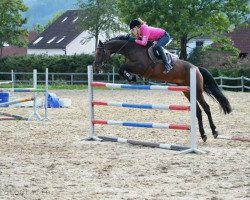 broodmare Carmen 269 (Oldenburg, 2008, from Cassus 2)