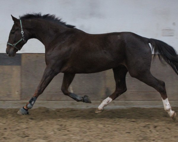 horse Dream of Diamond (Oldenburg, 2010, from Don Diamond)
