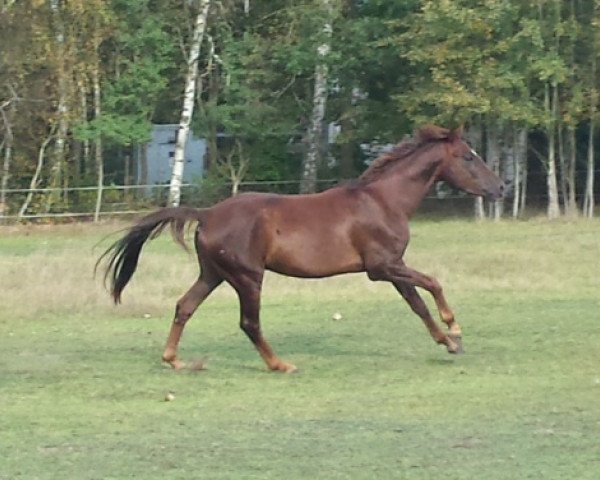 jumper Fengario (Westphalian, 2010, from Unhold xx)