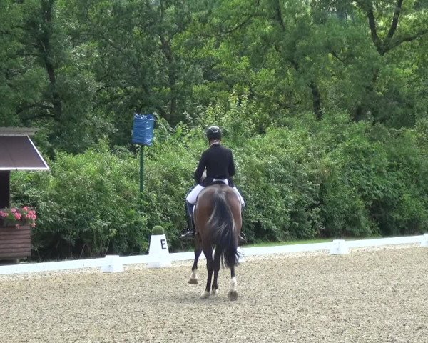 Giebelwald Classics mit Westfälische Meisterschaften Dressur und Springen 2021