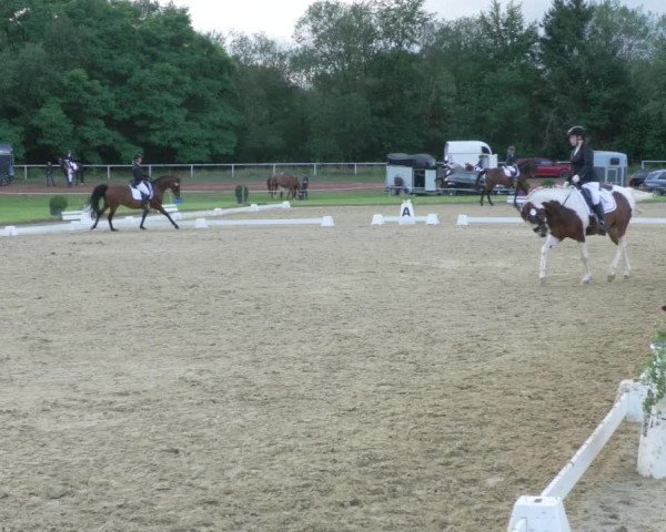 Reitturnier Heiligenwald 2021