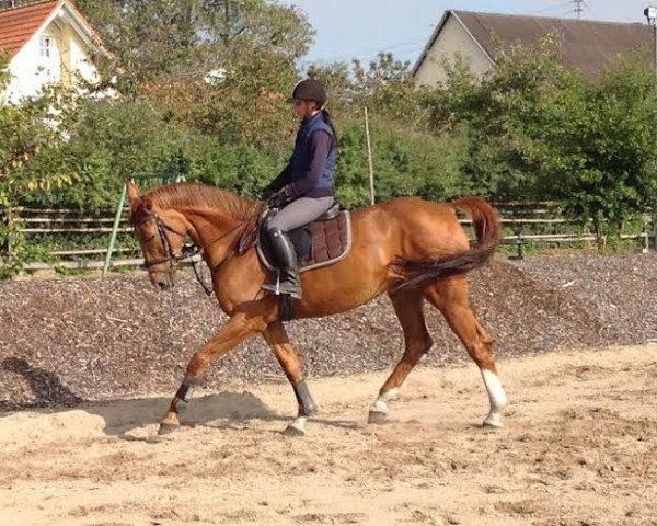 Fattrice Jamira R (Cavallo da Sella Tedesco, 2005, di Cosiro)