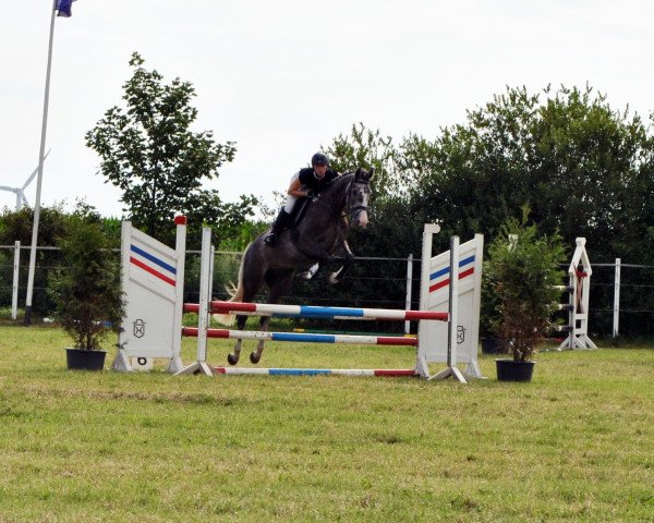 jumper Henry D` Hermes WM (Holsteiner, 2009, from Hermes d'Authieux AA)