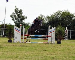 jumper Henry D` Hermes WM (Holsteiner, 2009, from Hermes d'Authieux AA)