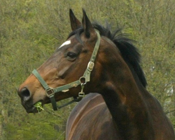 broodmare Weda II (Trakehner, 1995, from Kostolany) broodmare Weda II (Trakehner, 1995, from Kostolany)