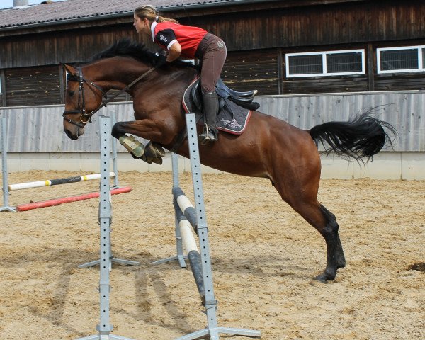 Zuchtstute Arielle US (Holsteiner, 2008, von Contendro I)