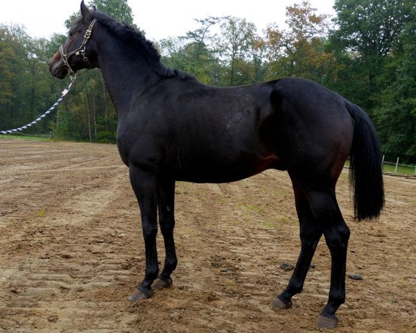 horse Ulysses (Trakehner, 2004, from Summertime)