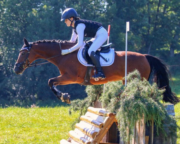 Zuchtstute Triniti K (Deutsches Reitpony, 2006, von Timberland)