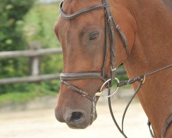 jumper Chinok D'Orbri (Luxembourg horse, 2007, from Convento van de Helle)