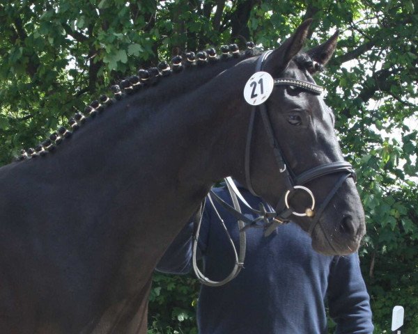 broodmare Samira Kara (Hanoverian, 2011, from Swarovski) broodmare Samira Kara (Hanoverian, 2011, from Swarovski)