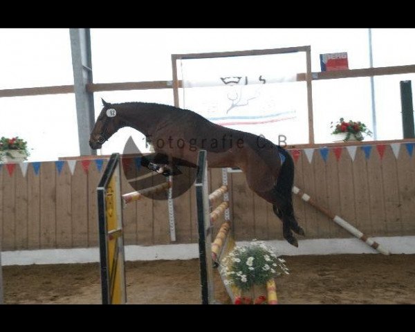 Dressurpferd Schmarks Don Carlsson (Deutsches Reitpony, 1998, von Don)