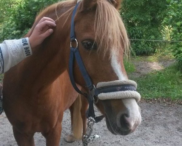 Zuchtstute Beauty Girl (Welsh Pony (Sek.B), 2002, von Weston Regent) Zuchtstute Beauty Girl (Welsh Pony (Sek.B), 2002, von Weston Regent)