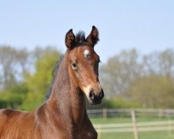 stallion Cordanos (German Sport Horse, 2014, from Cormint)