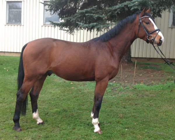 Pferd Santano (Mecklenburger, 2011, von Sancisco)