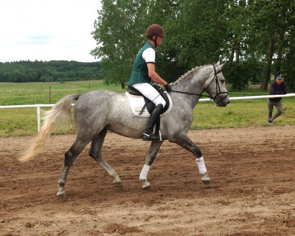 Pferd Chicolino (Mecklenburger, 2011, von Donautraum 3)