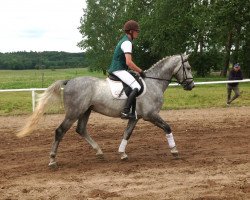 horse Chicolino (Mecklenburg, 2011, from Donautraum 3)