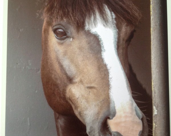 horse Park's Titan (New Forest Pony, 1997, from Park's Taron)