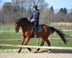 Dressurpferd Endy 8 (Tschechisches Warmblut, 1998, von Ramiro)
