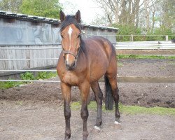 dressage horse Coco (Holsteiner, 2010, from Cardino)