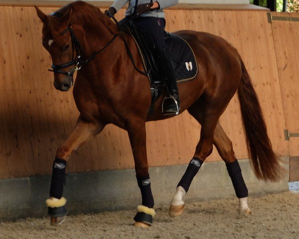 dressage horse Froschkönig 6 (Westphalian, 2011, from Fidertanz)