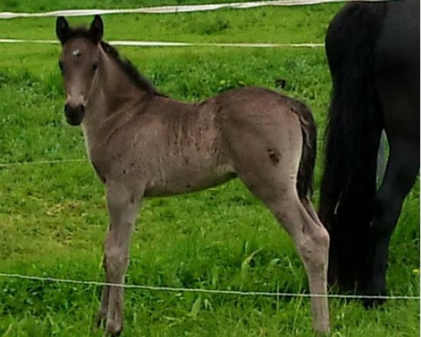 horse Kayermerdin Aderyn (German Riding Pony, 2014, from Al Kharim Al Azim EAO)