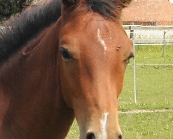 horse Knauers Quickstar (Oldenburg show jumper, 2011, from Quintender 2)