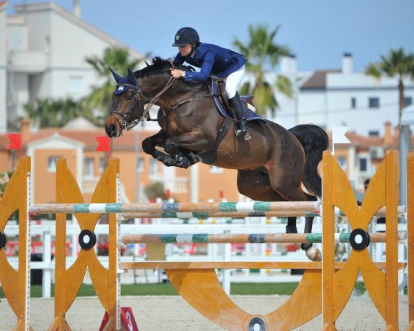 jumper Conquestador 14 (Oldenburg, 2007, from Chacco-Blue) jumper Conquestador 14 (Oldenburg, 2007, from Chacco-Blue)