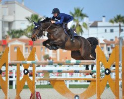 jumper Conquestador 14 (Oldenburg, 2007, from Chacco-Blue)