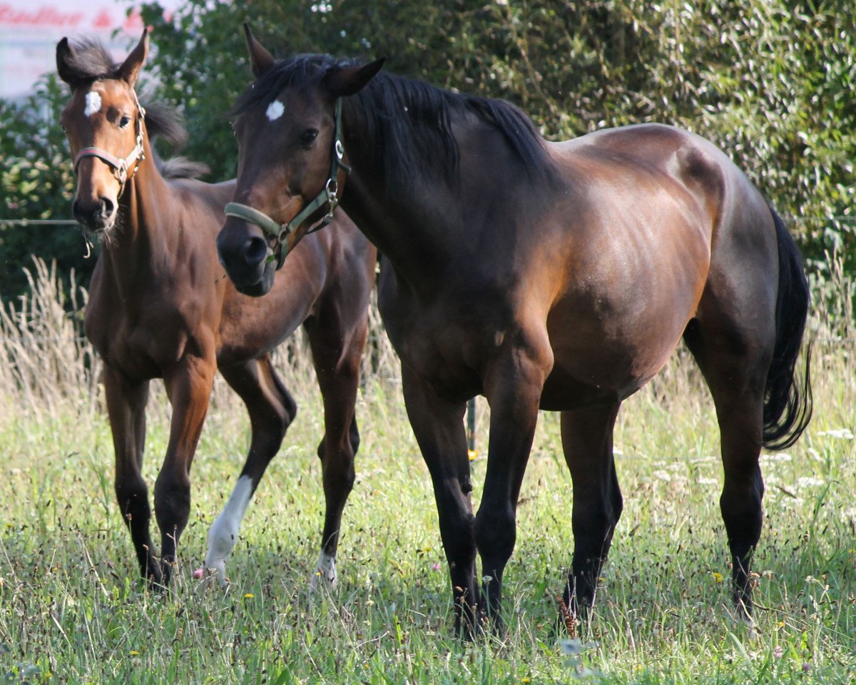 broodmare Cohiba (Holsteiner, 1996, from Coriander)