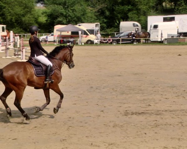 Reitturnier Heiligenwald 2021