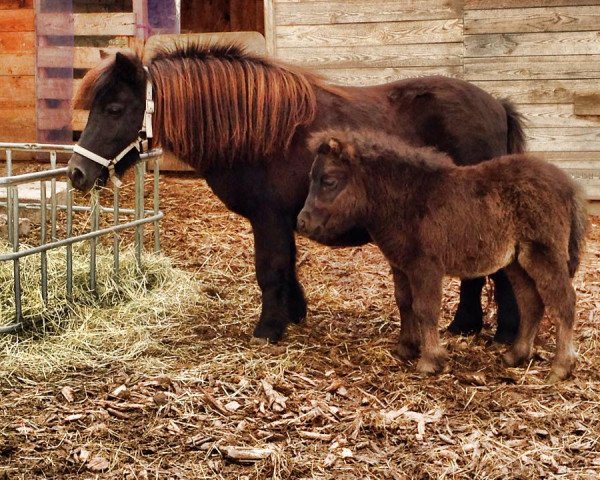 stallion Gabor v.´t slot (Shetland pony (under 87 cm), 2013, from Nander van Kairos)