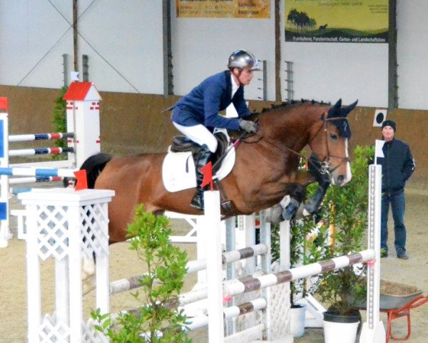 Springpferd Caramba 74 (Westfale, 2008, von Cornado NRW)