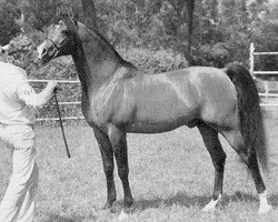 stallion Mufaq ox (Arabian purebred, 1976, from Mubark ox)