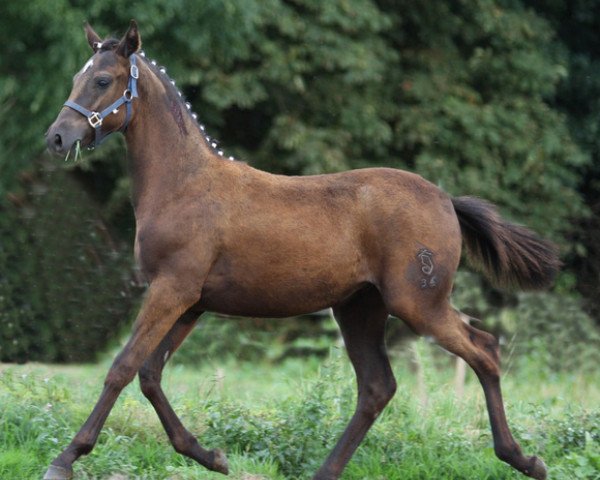 horse Fohlen von Duncan (German Riding Pony, 2012, from Duncan 86)