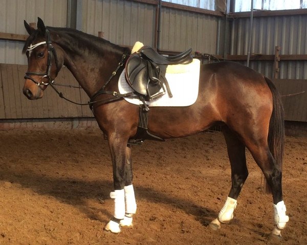 horse Jacky (German Riding Pony, 2011, from Vincente)