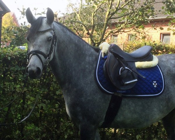 horse Bexxi (German Riding Pony, 2011, from Davenport II)