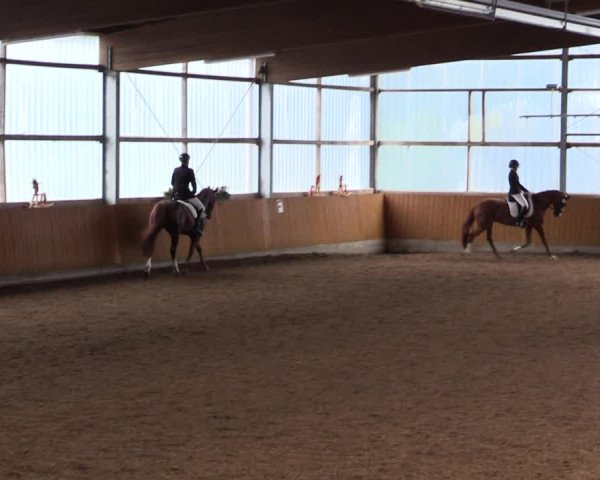Reitturnier Herbern 2021