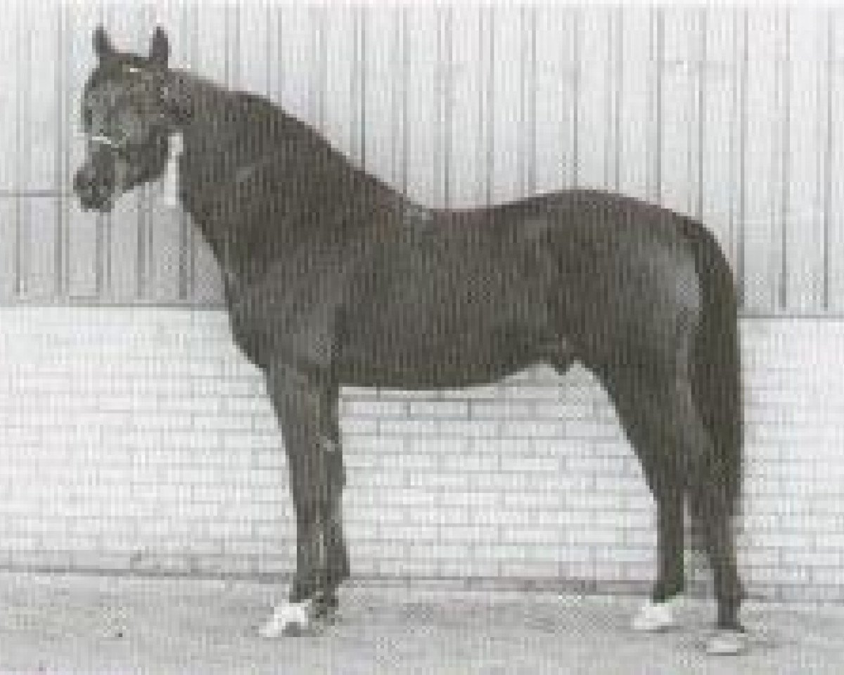 stallion Nut ox (Arabian purebred, 1977, from Topol 1958 ox)