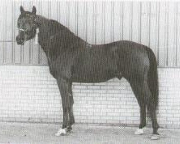stallion Nut ox (Arabian purebred, 1977, from Topol 1958 ox)