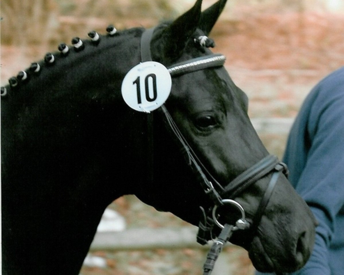 stallion Three-Stars Dumbledore (German Riding Pony, 2003, from Da Vinci R)