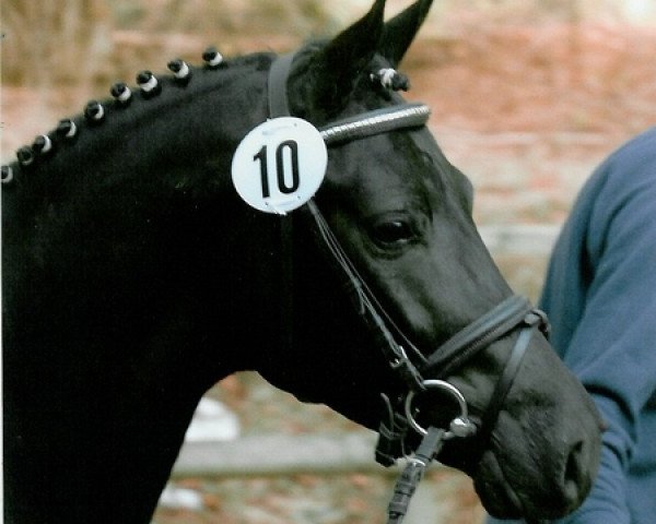 stallion Three-Stars Dumbledore (German Riding Pony, 2003, from Da Vinci R)