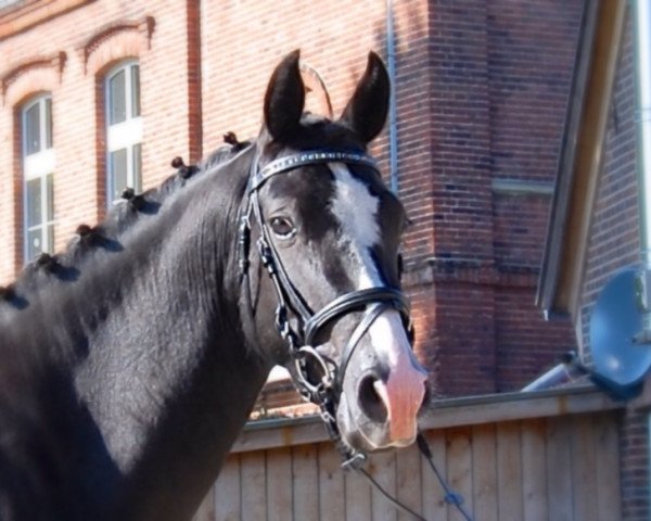 Pferd Dorina (Deutsches Reitpony, 2011, von Duncan 86)