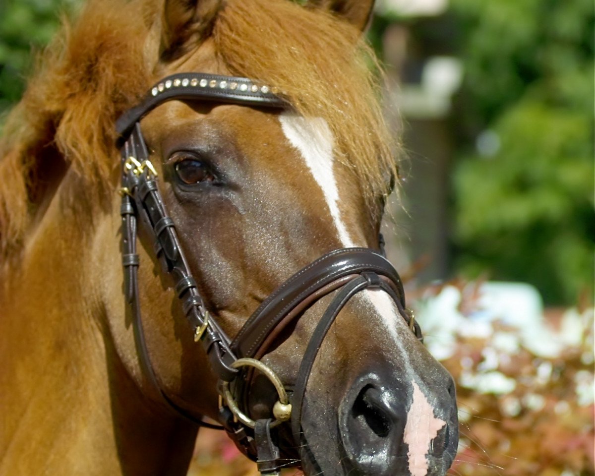 Zuchtstute Hope and Glory (Deutsches Reitpony, 2000, von Hattrick)