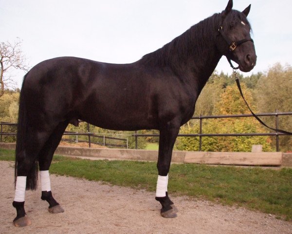 horse Bolero CCLVI (Pura Raza Espanola (PRE), 2009, from Musico IX)