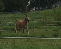 dressage horse Moritz 2632 (Haflinger, 1994, from Nordstern)