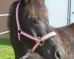 dressage horse Blacky (Polish Warmblood, 2008)