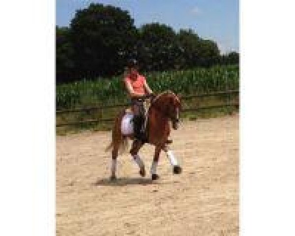 jumper Golden Night-Star V (German Riding Pony, 2006, from HET Golden Dream)