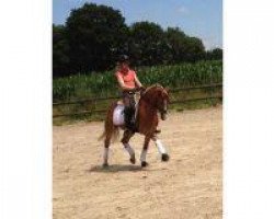 jumper Golden Night-Star V (German Riding Pony, 2006, from HET Golden Dream)